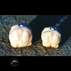 Enterprise Tackle Imitation Dog Biscuit